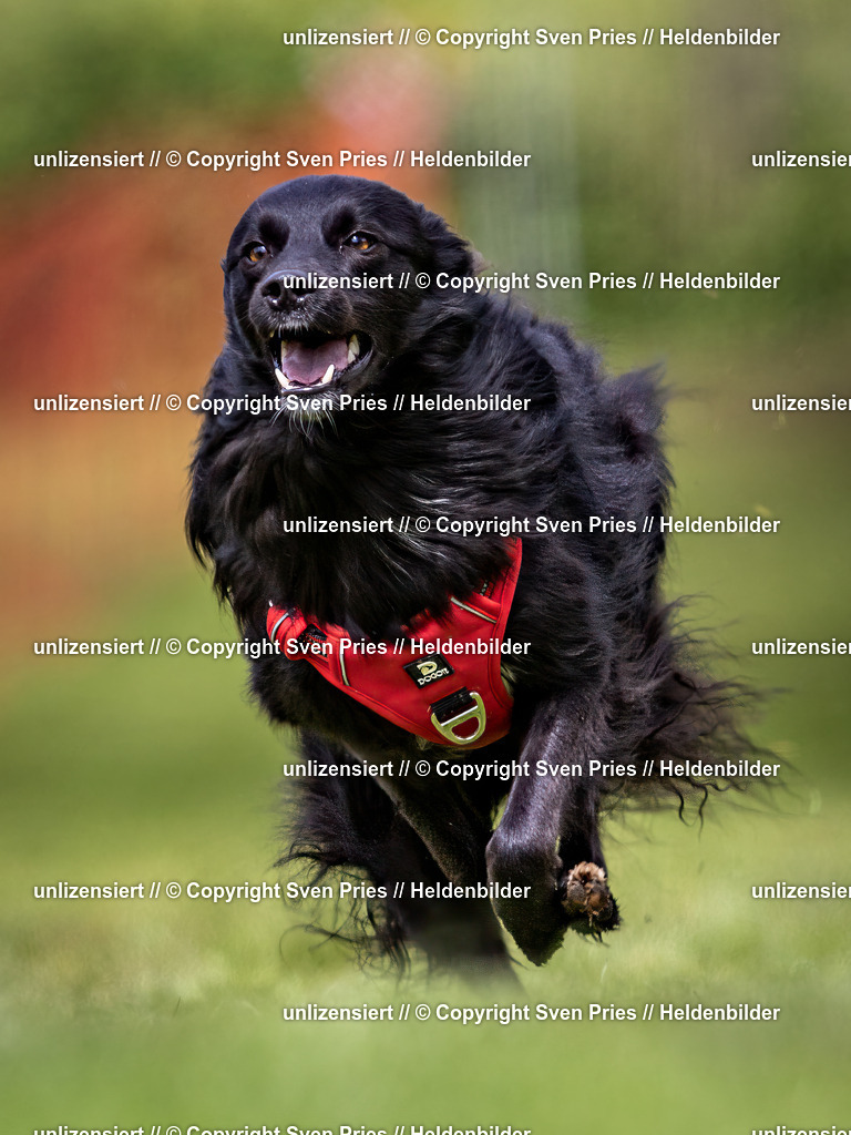 Sven Pries | 2024-04-21 - Hunderennen Baden-Oos
Foto: Sven Pries - Realisiert mit Pictrs.com