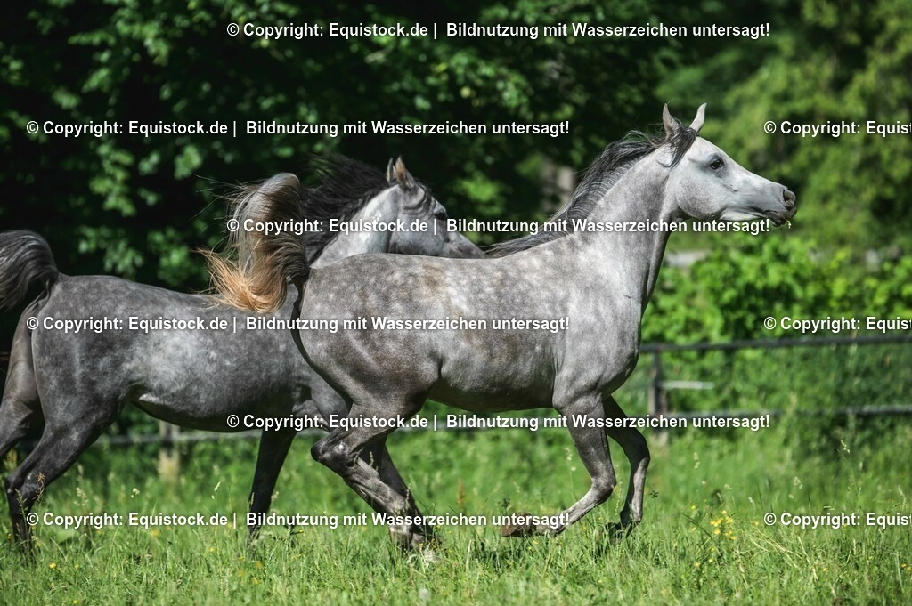 20210617_Araber_Marbach_Koppel_0047 | Foto: Thomas Hartig