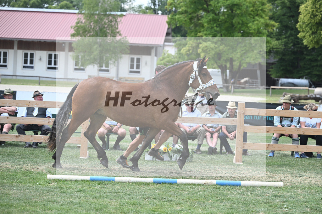 Kat-Nr. 45 Hailey_Radel_20230712 | hf-fotografie - Realisiert mit Pictrs.com