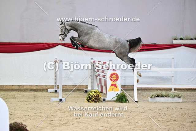 049_Hickstead Junior - Balou du Rouet_900_0938 | Björn Schroeder Pferdefotografie