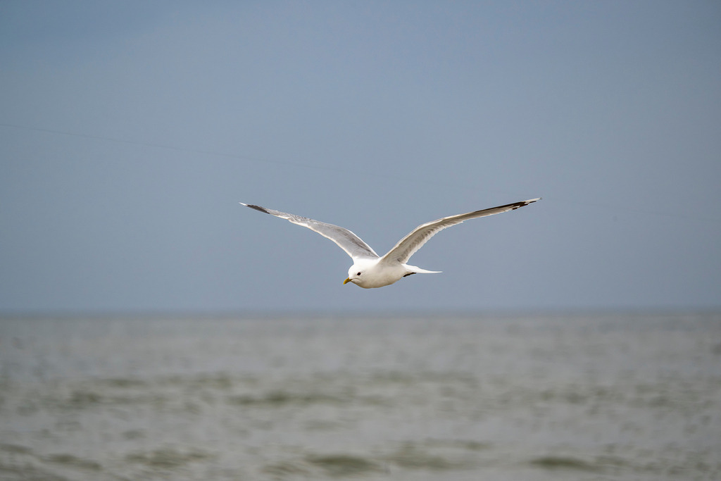 260608_Texel_0280_mr | Entdecke exklusive Fotografie im muebri Shop: Stimmungsvolle Motive  Naturaufnahmen und mehr. Jetzt hochwertige Wandbilder und Fotoabzüge online kaufen! - Realisiert mit Pictrs.com