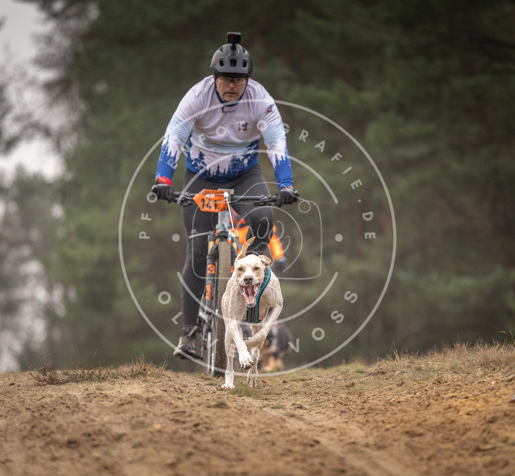 Pfotenfotografie_DV3A3930 | Hundefotografie, Tierfotograf, Pfotenfotografie, Fotoshooting Hund, Hunde Portrait, Hundesport, Hundeportraits, Heideshooting, Hunde, Sportfotograf, Hundefotograf, Turnierhundsport, THS,  - Realisiert mit Pictrs.com