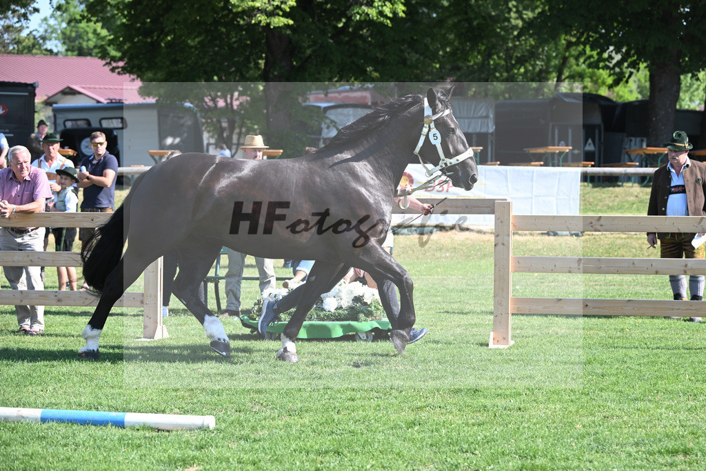 Kat-Nr. 5 Belina_Lichtenegger_20230061 | hf-fotografie - Realisiert mit Pictrs.com