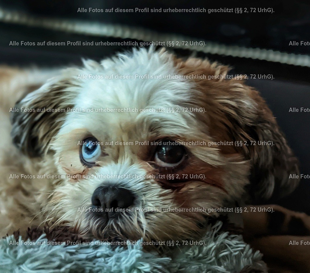 PXL_20220902_041434324.PORTRAIT_2-01 | krollfotografie - Realisiert mit Pictrs.com