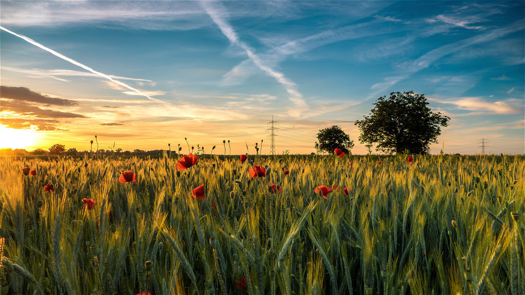 Getreidefeld im Ried | Getreidefeld mit Mohnblumen zwischen den Schwanauer Ortsteilen Ottenheim und Nonnenweier im sommerlichen Abendlicht - Realisiert mit Pictrs.com