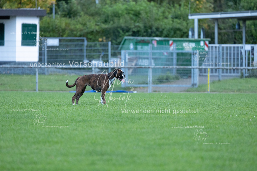 _16A4544 | Einzigartige Fotos von Hunden & Menschen –Actionfotos, Portraits, Vereinsaufnahmen & Paarshootings – authentisch, lebendig & mit Herz.