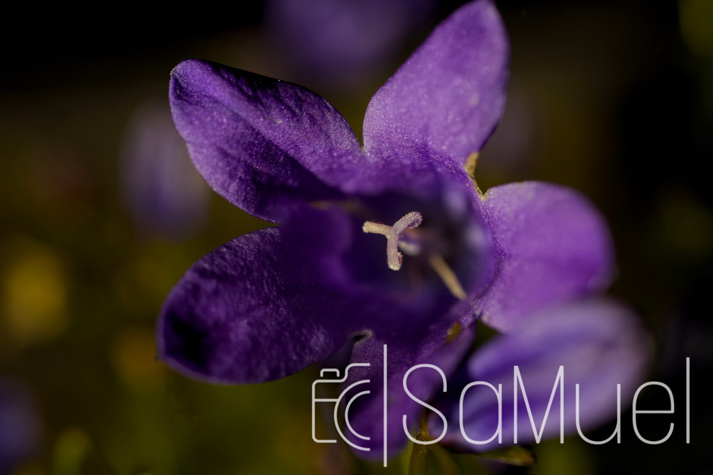 SML_2156 | Sa-Muel - Realisiert mit Pictrs.com