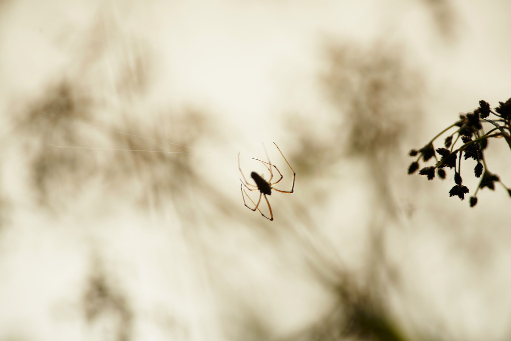 Spinne im Netz | Rauchwart, Austria - June 14, 2015: Spinne im Netz. - Realisiert mit Pictrs.com