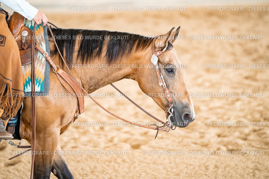 DSC00311 | Pferdegrafie