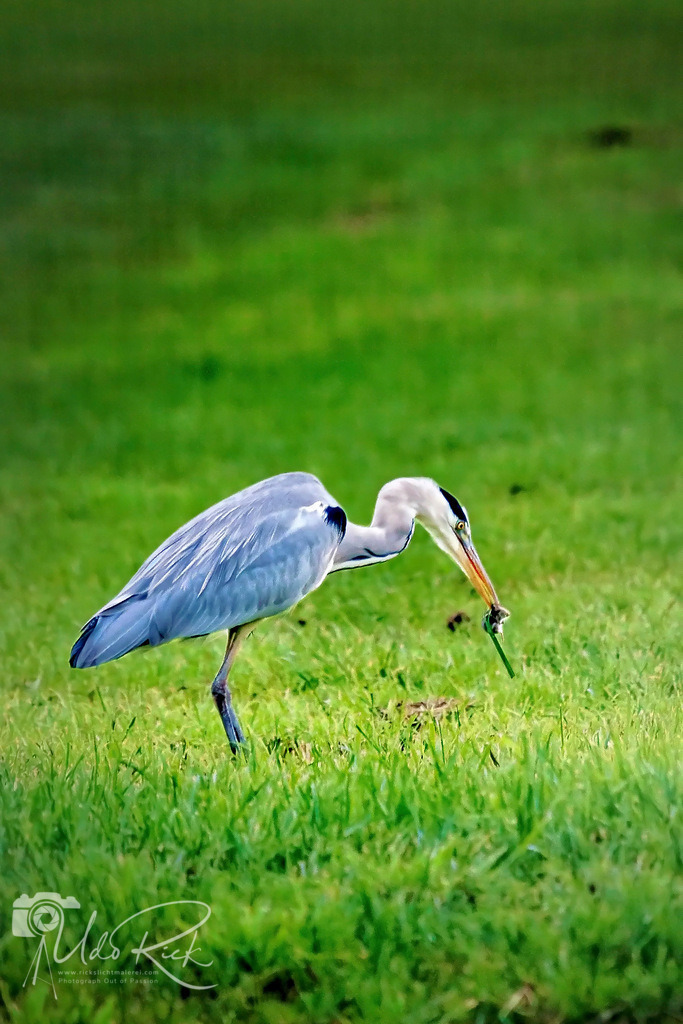 Graureiher_mit_Maus | Entdecken Sie Fotografie aus Leidenschaft: Auftragsfotografie, HD-Fotos, Geschenkartikel aus Ihren Bildern und vieles mehr. Beauftragen Sie uns für besondere Momente!