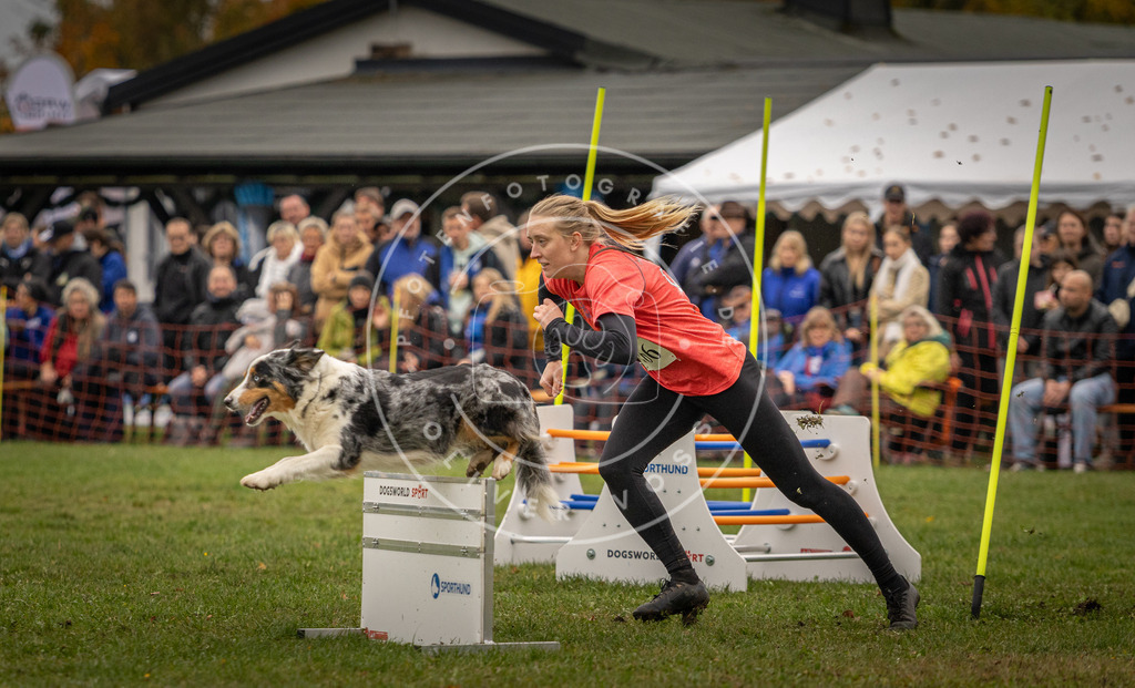 Pfotenfotografie_DV3A7532 | Hundefotografie, Tierfotograf, Pfotenfotografie, Fotoshooting Hund, Hunde Portrait, Hundesport, Hundeportraits, Heideshooting, Hunde, Sportfotograf, Hundefotograf, Turnierhundsport, THS,  - Realisiert mit Pictrs.com