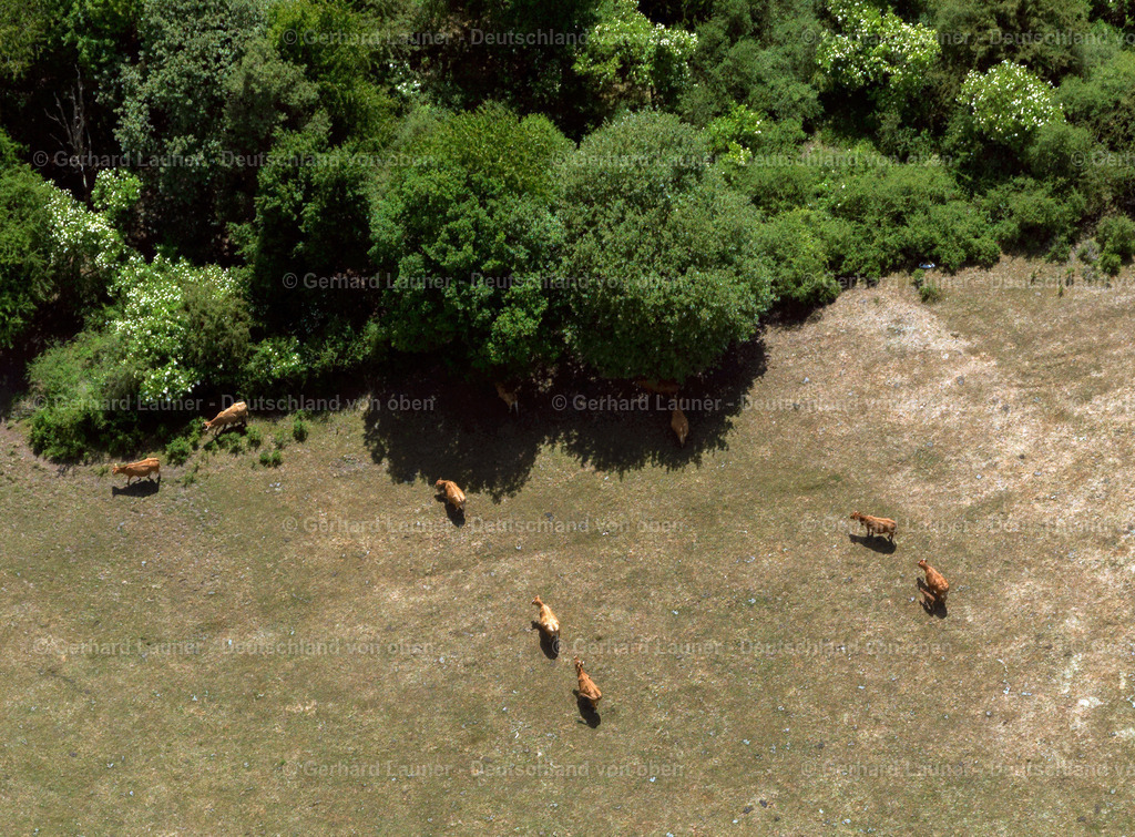 Kuhherde-Rimsberg-3111175 | Kuhherde-Rimsberg