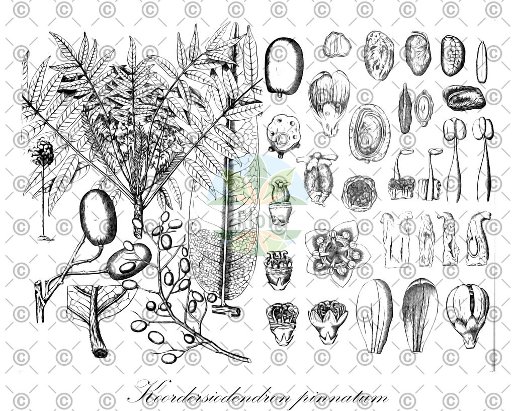 HistAbb_wfo-0000357525_1_ENZY_Simple | Historische Abbildung von Koordersiodendron pinnatum - Anacardiaceae | Historical Illustration of Koordersiodendron pinnatum - Anacardiaceae
