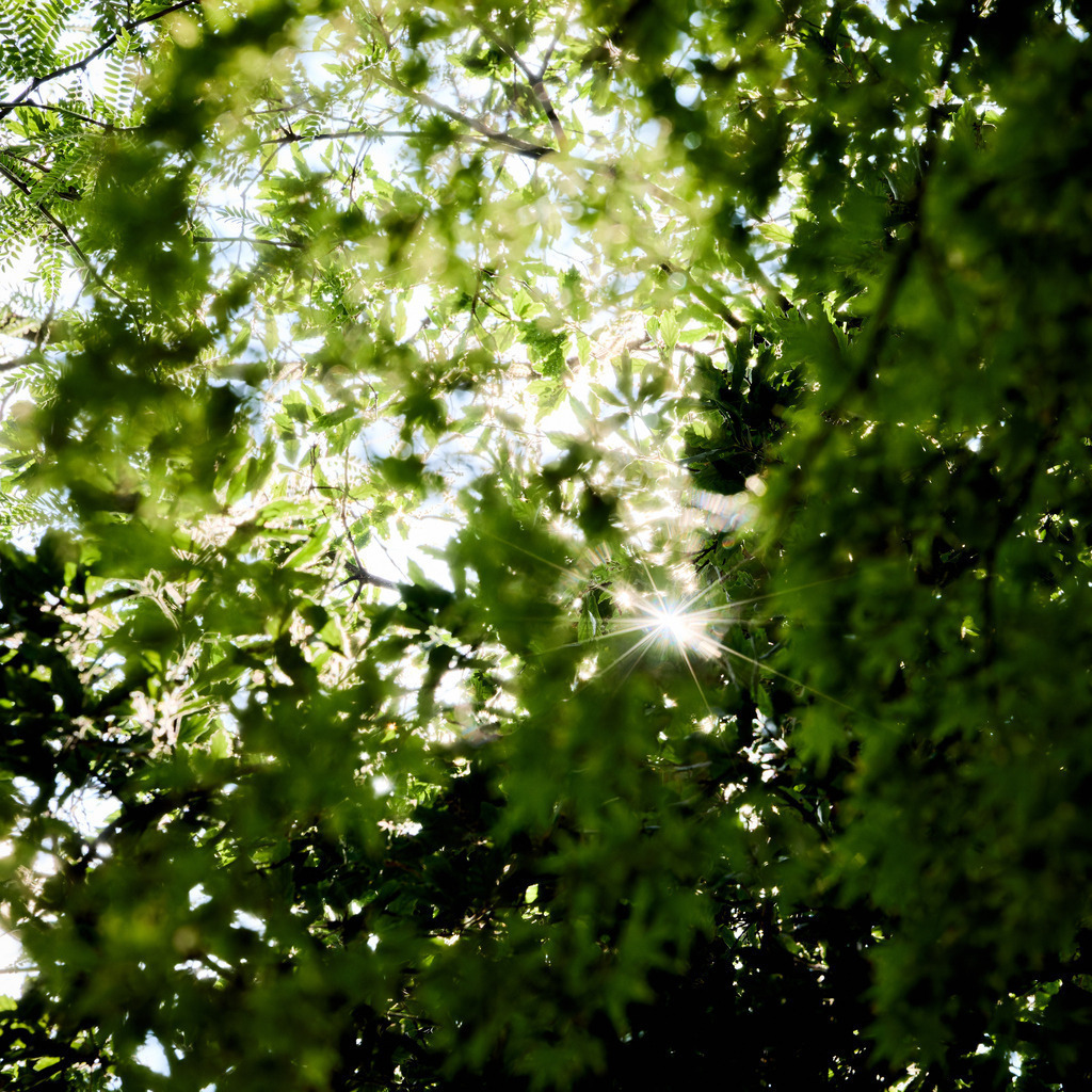Blätter mit Sonnenstrahl | kleinen-fotografie
