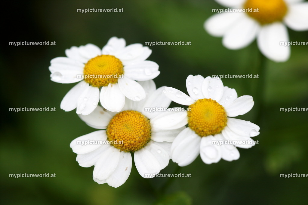 Mutterkraut-002 | Das Bilderarchiv über Tiere, Planzen und Landschaften. In der Bilddatenbank finden Sie ein große Auswahl an hochwertigen Bilder für Ihre Werbung - Realisiert mit Pictrs.com