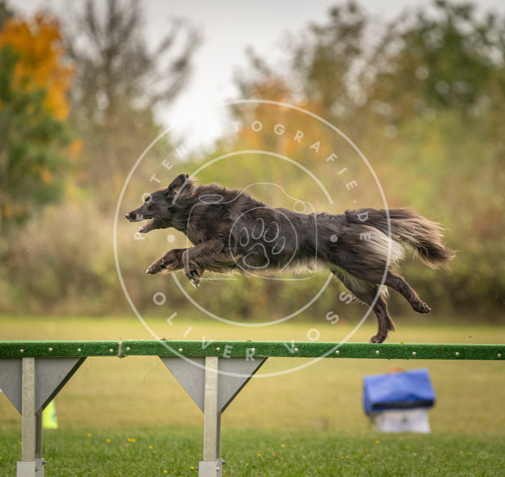 Pfotenfotografie_DV3A7488 | Hundefotografie, Tierfotograf, Pfotenfotografie, Fotoshooting Hund, Hunde Portrait, Hundesport, Hundeportraits, Heideshooting, Hunde, Sportfotograf, Hundefotograf, Turnierhundsport, THS,  - Realisiert mit Pictrs.com