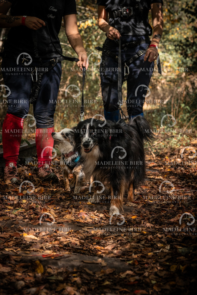 madeleinebirr.fotografie.2026.cc.hunsrueck.12-13Uhr.331 | hundefotografie-birr