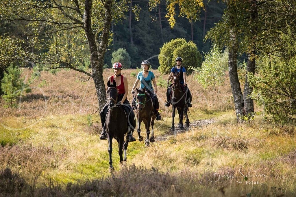 DdLH-WehlenerHeide_2025-09-20_63 | Fotografie, Veranstaltungs-Fotografie, Pferde-Fotografie, Landschafts-Fotografie, Reise-Fotografie - Realisiert mit Pictrs.com