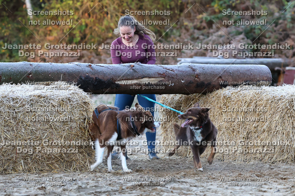 Dog Paparazzi - Strongdog 10-25-231 | Dog Paparazzi Jeanette Grottendiek Fotografie & Videografie - Realisiert mit Pictrs.com