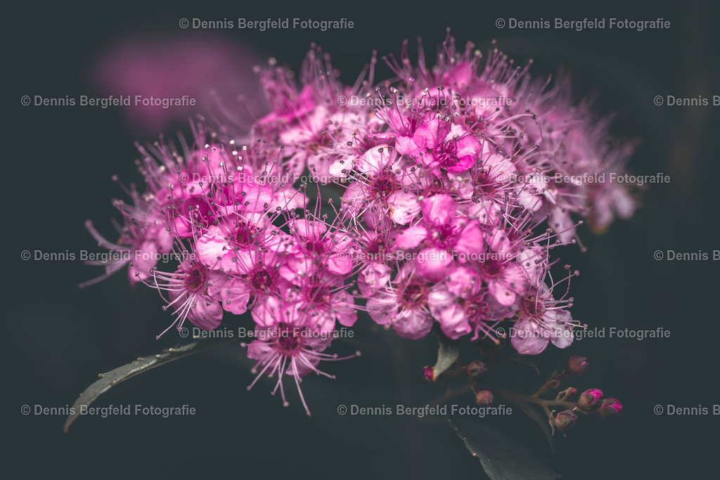 Pink Moody Flower | Entdecken Sie Natur, Makro und Tierfotografie von Dennis Bergfeld.Besondere Momente und Details der Natur, hochwertig als Foto und Wandbild erhältlich. - Realisiert mit Pictrs.com