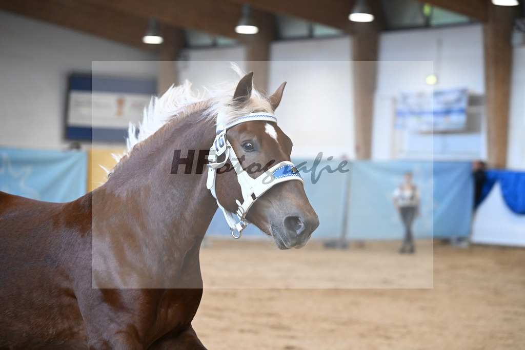 Kat-Nr. 16 nn v. Valegro_Hartl_39251079 | hf-fotografie - Realizzato con Pictrs.com