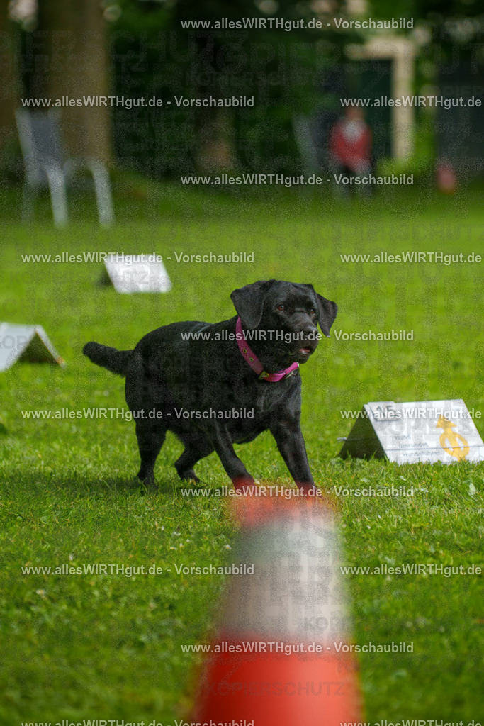 @allesWIRTHgut_Tierfotografie - www.allesWIRTHgut.de - 7R503162 | Professionelle Tierfotografie in Mönchengladbach von Daniel Wirth (allesWIRTHgut). Liebevolle & natürliche Bilder von Hunden & Katzen für unvergessliche Erinnerungen.