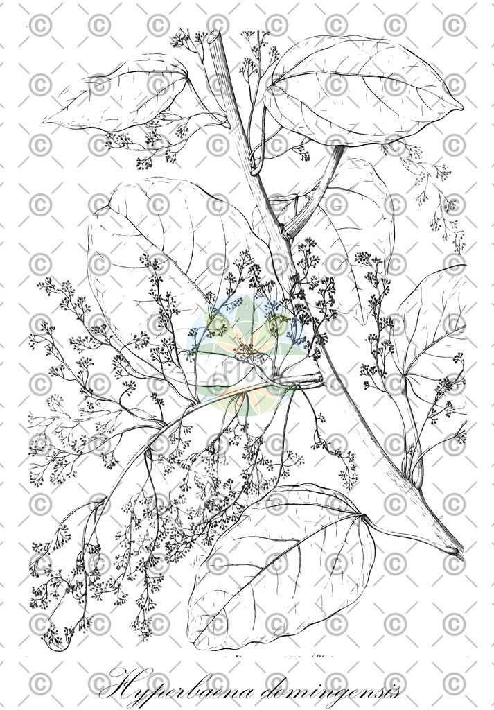 HistAbb_wfo-0000131858_1_ENZY_Simple | Historische Abbildung von Hyperbaena domingensis - Menispermaceae | Historical Illustration of Hyperbaena domingensis - Menispermaceae