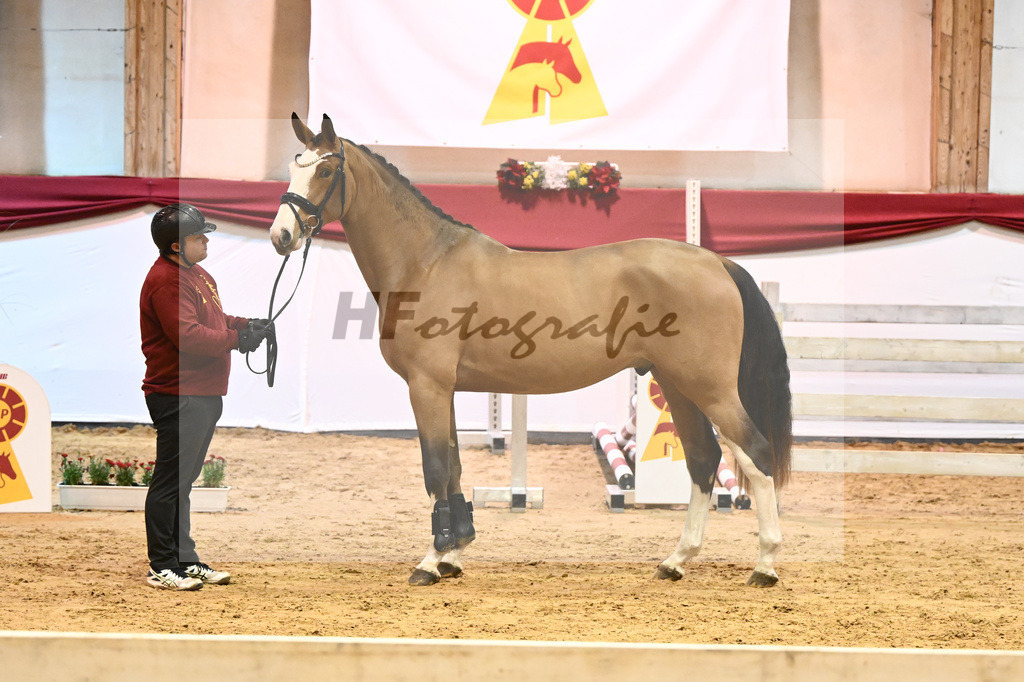 Kat-Nr. 20 Der Terminator RR x Balou du Rouet_Eichler_43231205 | hf-fotografie - Realisiert mit Pictrs.com