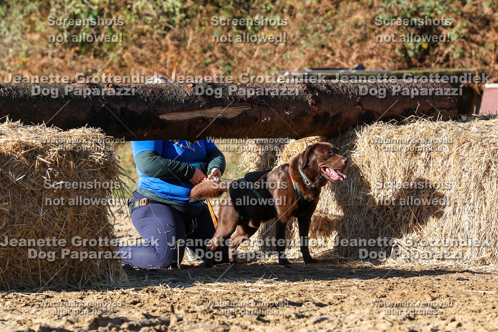 Dog Paparazzi - Strongdog 10-25-1661 | Dog Paparazzi Jeanette Grottendiek Fotografie & Videografie - Realisiert mit Pictrs.com