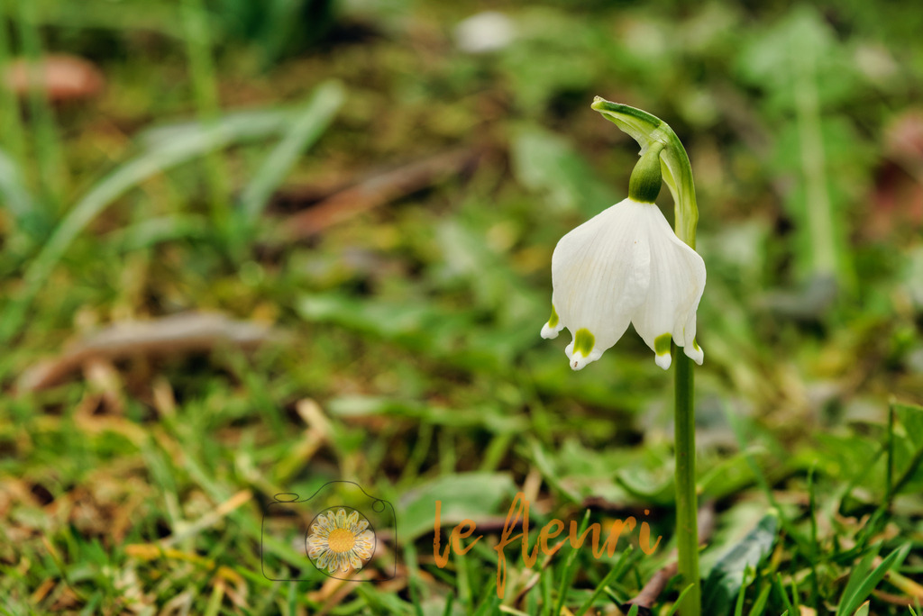 DSC_0171-NEF_DxO_PRIME (1) | Dies ist der Shop von Florian Blum - le fleuri. Langenthal, Bern, SchweizSie können hier meine oder ihre eigenen Fotos als Fotoprodukte kaufen. Tassen, Schlüsselanhänger, Taschen etc. können Sie hier gestalten.  - Realisiert mit Pictrs.com