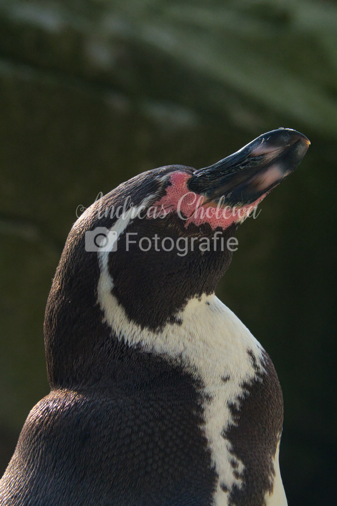 Humboldt-Pinguin bei schlafen | Der Onlineshop für malerische Fotografien aus dem Landkreis Vechta✅ Premium Druck auf Leinwand✅ Acryl✅ oder Alu-Dibond✅➤Jetzt Bestellen! - Realisiert mit Pictrs.com