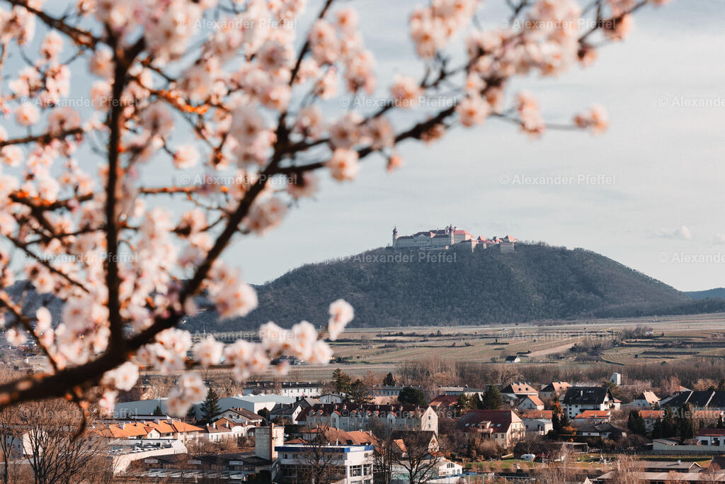 foto_c_pfeffel-partner-0180-R52_2657-Bearbeitet | alexander-pfeffel - Realisiert mit Pictrs.com