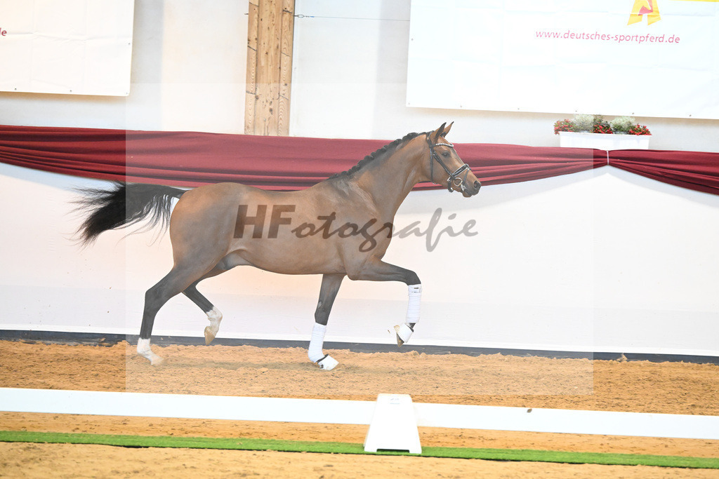 Kat-Nr. 35 v. Imposantos_Dusak_66222090 | hf-fotografie - Realisiert mit Pictrs.com