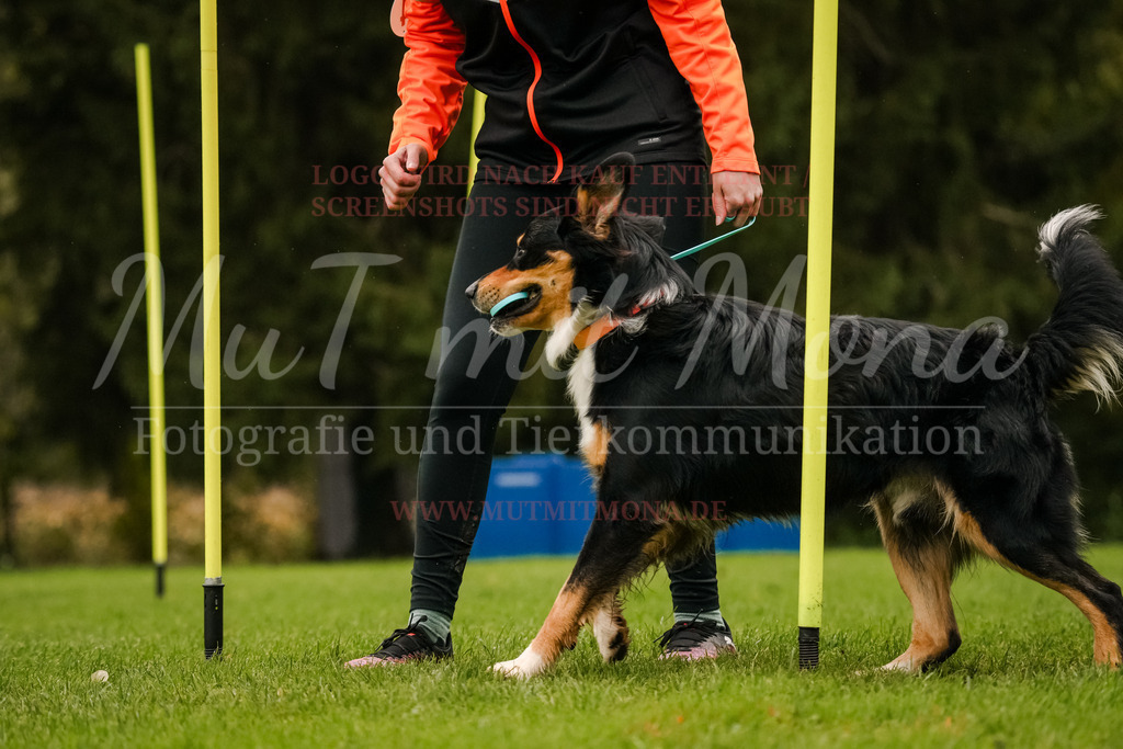 20251005_THS_Turnier-471 | MuT (Mensch und Tier) mit Mona - Fotografie und Tierkommunikation - Realisiert mit Pictrs.com