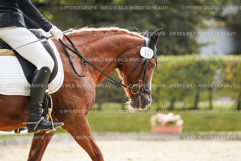 DSC00716 | Pferdegrafie