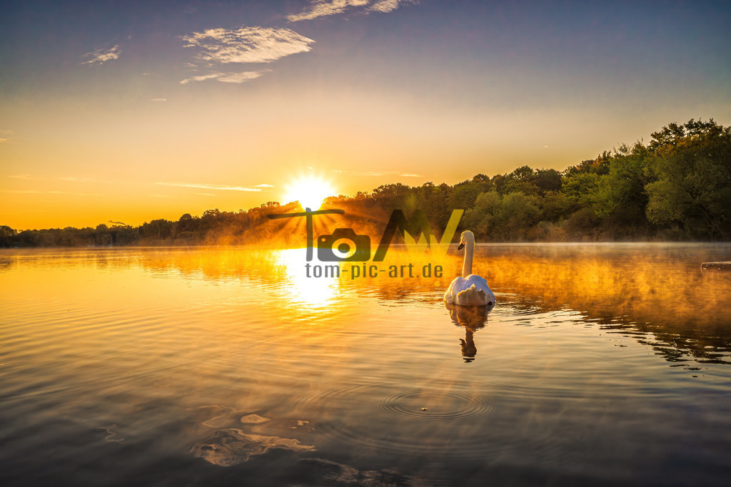 Ein Schwan schwimmt auf stillem See dem Sonnenaufgang entgegen | Hochauflösende und hochwertige Bilder und Fotos.Kommerzielle oder private Nutzung ✔ Bilder downloaden✔ Acryl ✔ Leinwand ✔ Poster ✔
 - Realisiert mit Pictrs.com