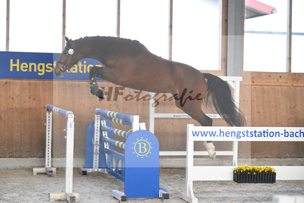 Kat-Nr. 33 Leni v. Vigaro_Peter_14260942 | hf-fotografie - Realizzato con Pictrs.com