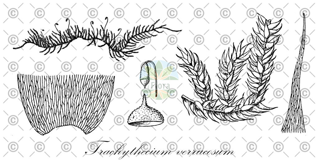 HistAbb_wfo-0000407143_1_ENZY_Simple | Historische Abbildung von Trachythecium verrucosum - Symphyodontaceae | Historical Illustration of Trachythecium verrucosum - Symphyodontaceae