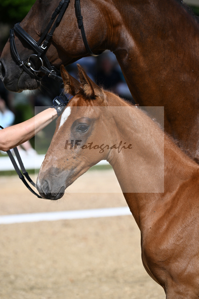 Kat-Nr. 4 HF Sezuans Donnerhall x Brentano II_Reuschlein_27230098 | hf-fotografie - Realisiert mit Pictrs.com