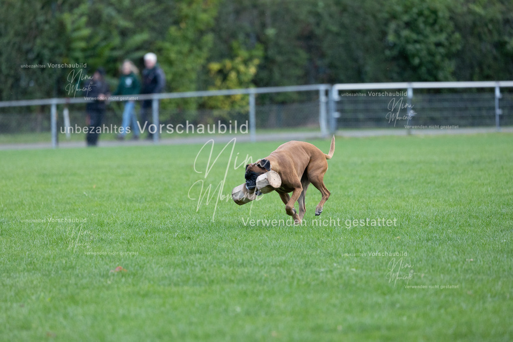 _16A4749 | Einzigartige Fotos von Hunden & Menschen –Actionfotos, Portraits, Vereinsaufnahmen & Paarshootings – authentisch, lebendig & mit Herz.