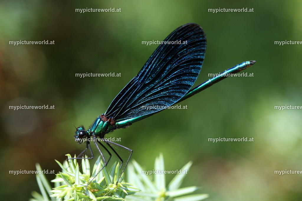 Blaufluegelige Prachtlibelle-012 | Das Bilderarchiv über Tiere, Planzen und Landschaften. In der Bilddatenbank finden Sie ein große Auswahl an hochwertigen Bilder für Ihre Werbung - Realisiert mit Pictrs.com