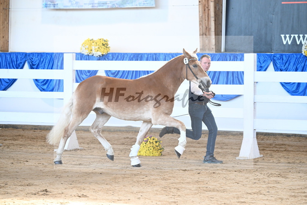 Kat-Nr. 2 nn v. Belantis_Haflingergestuet Meura_48250016 | hf-fotografie - Realisiert mit Pictrs.com