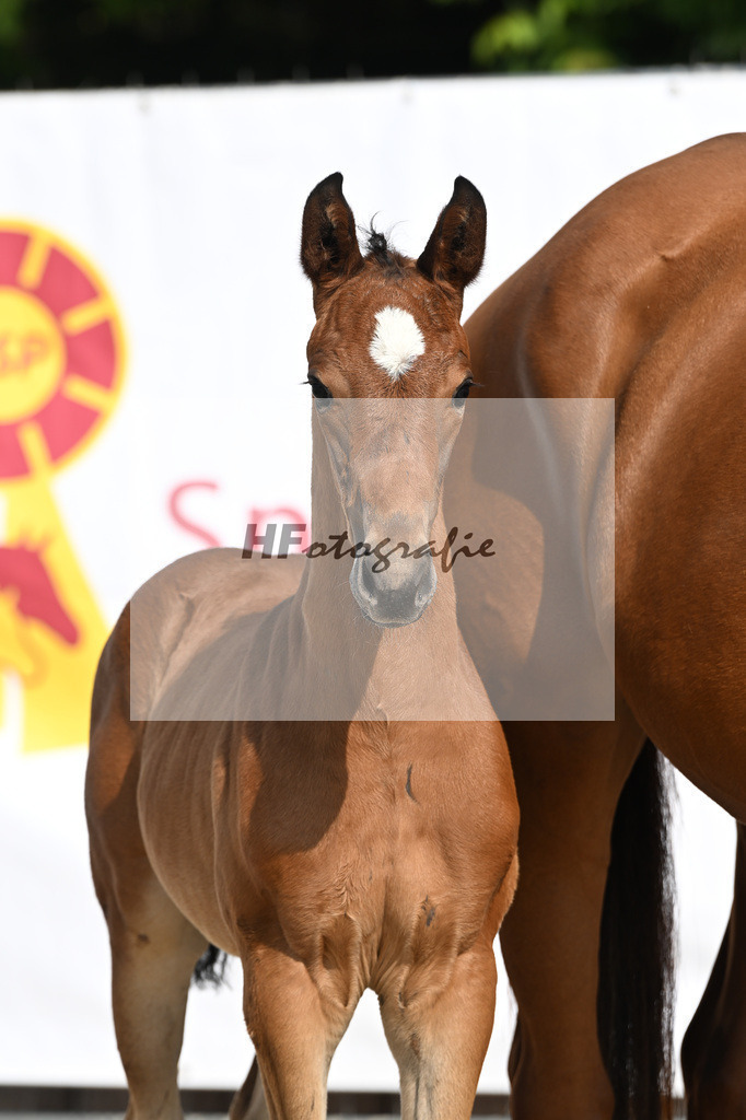 Fuerst Zonik x Vitalis_SF_Haering_12250004 | hf-fotografie - Realisiert mit Pictrs.com