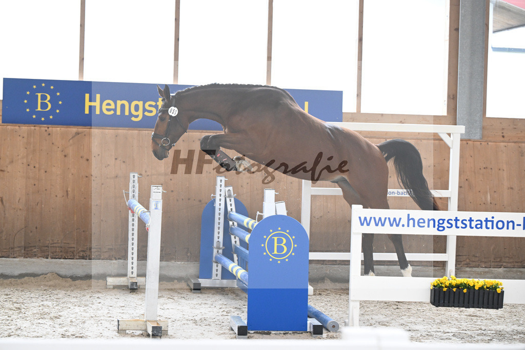 Kat-Nr. 51 Drago v. Denzel v h Meulenhof_Feichtner_14260152 | hf-fotografie - Realisiert mit Pictrs.com