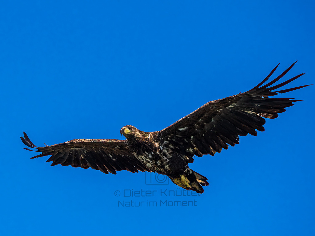P1001327-Bearbeitet-2022-LR | Natur im Moment - Realisiert mit Pictrs.com