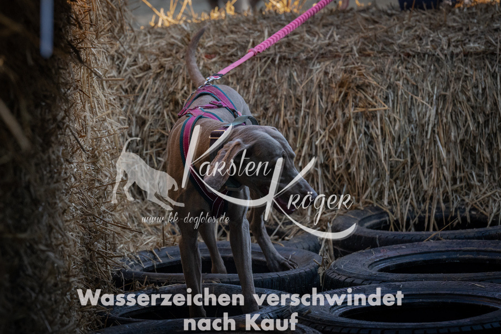 0907_ZZ91387 | kk-dogfotos