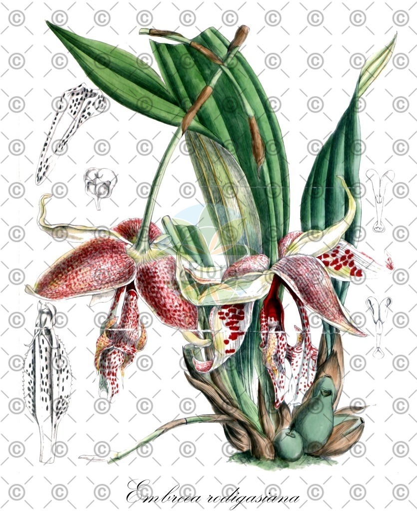 HistAbb_wfo-0000667135_1_ENZY_Simple | Historische Abbildung von Embreea rodigasiana - Orchidaceae | Historical Illustration of Embreea rodigasiana - Orchidaceae