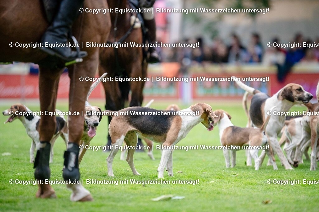 20250606_Lange-Pferdenacht_0468 | Foto: Thomas Hartig