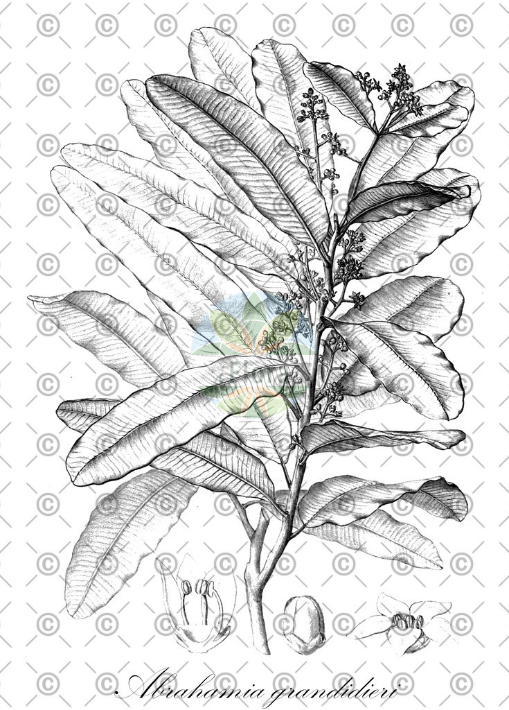 HistAbb_wfo-0001278404_1_ENZY_Simple | Historische Abbildung von Abrahamia grandidieri - Anacardiaceae | Historical Illustration of Abrahamia grandidieri - Anacardiaceae