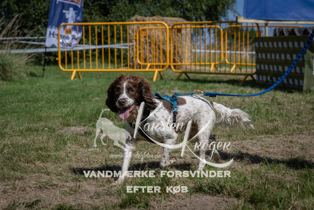 1219_ZZ95104 | kk-dogfotos